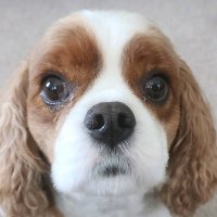 nicky 🐶🐣🌸 (@nicky1073096885) 's Twitter Profile Photo nicky 🐶🐣🌸 (@nicky1073096885) 's Twitter Profile Photo
