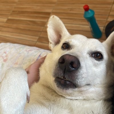 Ursinhopanda85's profile picture. 