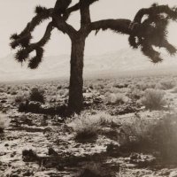 Steven 🇮🇪 (@glossop1906) 's Twitter Profile Photo