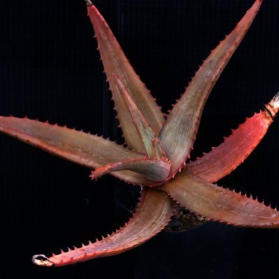 WONDERQUEEN__'s profile picture. まきますか？まきませんか？