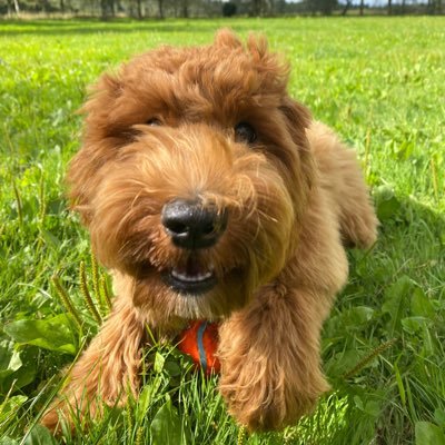 pawfect_s30689's profile picture. 🌼 Welcome to Daisy’s Pawfect Day 🐾✨ 🐕 ラブラドゥードル Daisy（9ヶ月♀）が可愛い日常をお届け！ 📸 Sharing cute photos & pet tips from Europe . 🌷 #ラブラドゥードル #犬のいる暮らし