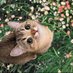 cuteness overload (@cutecattox) Twitter profile photo cuteness overload (@cutecattox) Twitter profile photo
