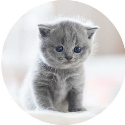 moeka_tkd_48's profile picture. ㍿LASSIC Remogu（リモグ）🐈広報/
リモートワークに特化した求人をご紹介しています⟡.·
HOT🐾→転職・求人のご紹介強化中です✨

猫と暮らしてます😸
＃フリーランス　＃副業　＃正社員　＃転職
お探しの方へお気軽にDMお待ちしています📨