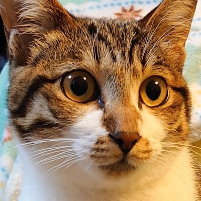 gram_cat_Kiro's profile picture. 猫をモフったり筋トレに日々勤しんでます🐾