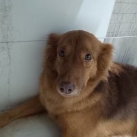 Verde-vinho (@verdevinho1) 's Twitter Profile