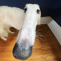 borzoi! 🍁 (@balrogborzoi) 's Twitter Profile