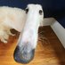 borzoi! 🍁 (@balrogborzoi) Twitter profile photo borzoi! 🍁 (@balrogborzoi) Twitter profile photo
