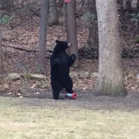 Bob Nelson (@bobnels08979461) 's Twitter Profile