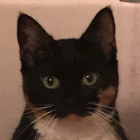 punk rock biscuit (@__raebandzx) 's Twitter Profile