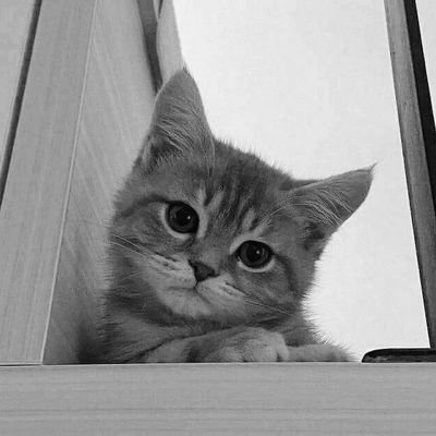 markieeslll's profile picture. low social battery, high delulu battery xixi