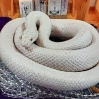 フォックスシン (@bdzhy1yz6l5etqj) Twitter profile photo