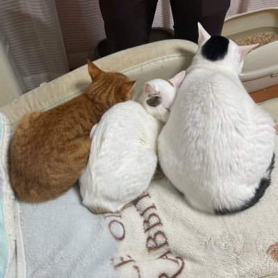 Baizer0829's profile picture. 第5人格やってる一般人A