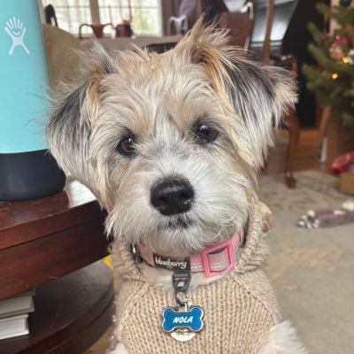 5 year old mixed pup! 👑🐾Rescued in Jan2020. #twitterdogcommunity #dogsoftwitter ✌🏼 ❤️ 🐶 🏳️🌈#peacelovepuppydogs #vote #spreadlove