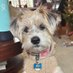 Nola (@nolathemuttpup) Twitter profile photo Nola (@nolathemuttpup) Twitter profile photo