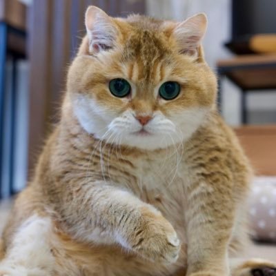 Hosico_CTO's profile picture. Hi I'm Hosico Scottish Straight 💚 - The ticker is  $hc https://t.co/csZbav2FpM