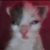 Roo. 🇦🇺 (@retarded_woman) Twitter profile photo Roo. 🇦🇺 (@retarded_woman) Twitter profile photo