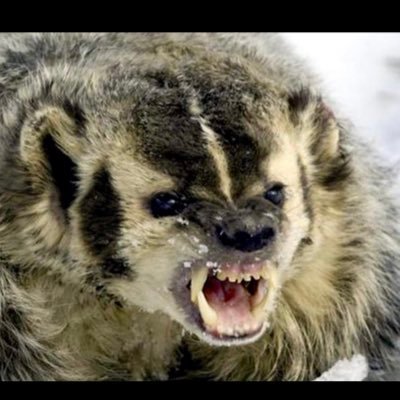Retired law enforcement, Army veteran. love dogs, helping others. 🚫 MAGA 🚫Porn 🚫Spam. Do not DM me unless I agree, they will be blocked! The Badger 🦡
