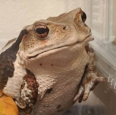 静岡出身。名前はあずき。流行りのファッションやインテリア(飼育ケージ)も気になるけれど特にグルメ(餌)に興味があるの!関連するアカウントはフォロー、RPさせてもらうわ!何かの企画に当選したら飼い主がDM対応するから安心よ!お友達もたくさん出来ると嬉しいわ!みんな仲良くしてね!※カエル目線のアカウント