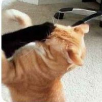 Storm (@stormache) 's Twitter Profile