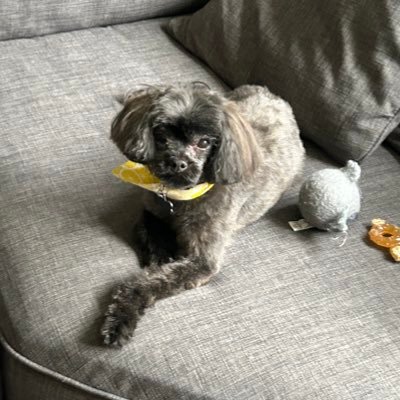 danrodich's profile picture. 