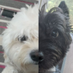 Aadito Burrito (@iam_biscotti) Twitter profile photo Aadito Burrito (@iam_biscotti) Twitter profile photo