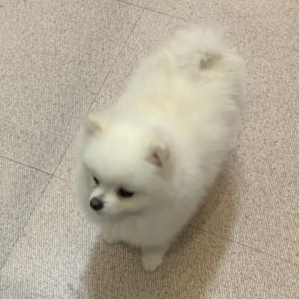 apple04229's profile picture. 