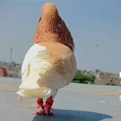 islam_urme47936's profile picture. 