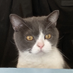 serious gemini (@__seriousgemini) Twitter profile photo serious gemini (@__seriousgemini) Twitter profile photo