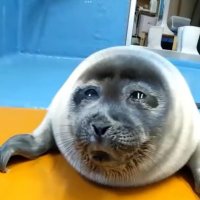 there🐢🦭🍉 (@there2007) 's Twitter Profile