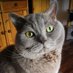 Toni der🐈⬛Opi (@bkhopi) Twitter profile photo Toni der🐈⬛Opi (@bkhopi) Twitter profile photo