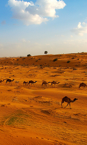 sultan_albediny's profile picture. يا حي يا قيوم برحمتك أستغيث أصلح لي شأني كله ولا تكلني إلى نفسي طرفة عين