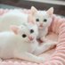 Tiny Paws (@minilovemeows) Twitter profile photo Tiny Paws (@minilovemeows) Twitter profile photo