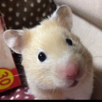 めろてむ🐹 (@r09ex30taohersf) 's Twitter Profile