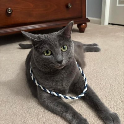 daniel_pillion's profile picture. 