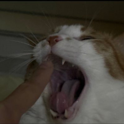 likesunglitter's profile picture. 