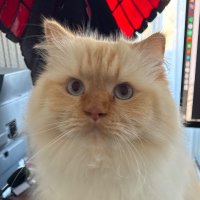 Disgruntled X user (@ehtalgj) 's Twitter Profile