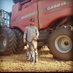 Kyle Rogers (@rogersfarmscas) Twitter profile photo Kyle Rogers (@rogersfarmscas) Twitter profile photo