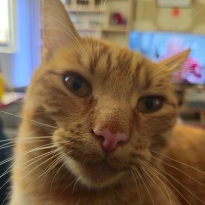 Maximuus28's profile picture.