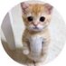 星丸₍˄·͈༝·͈˄₎◞ ̑̑ (@hoshino1302) Twitter profile photo 星丸₍˄·͈༝·͈˄₎◞ ̑̑ (@hoshino1302) Twitter profile photo