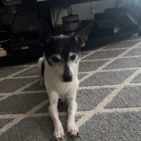 SteelHide Smitty, Wess🌈, Chester, Kimber, & Josie (@hidesteel) 's Twitter Profile Photo SteelHide Smitty, Wess🌈, Chester, Kimber, & Josie (@hidesteel) 's Twitter Profile Photo
