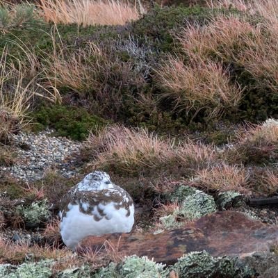 iolyin's profile picture. 健康になりたい
FD/脂漏性皮膚炎
ヘッダーは推し様です