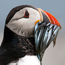 WildNorthumbria's profile picture. Coming Soon! An interactive wildlife resource website for Northumberland and surrounding areas.