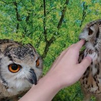 あやめどりサブ (@stork_ayamedori) Twitter profile photo
