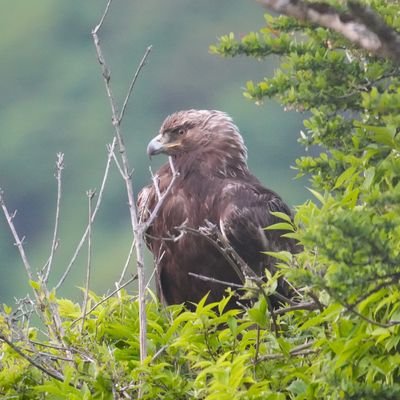 (野鳥) 日本野鳥の会大阪支部、京都野鳥の会 (写真) SONY α7R5、α7C 、PENTAX K-3 MkIII