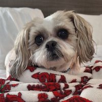 Count Simon of #TzuVannia (@deannahershber3) 's Twitter Profile Photo Count Simon of #TzuVannia (@deannahershber3) 's Twitter Profile Photo