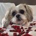 Count Simon of #TzuVannia (@deannahershber3) Twitter profile photo Count Simon of #TzuVannia (@deannahershber3) Twitter profile photo