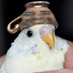 Birb Guy (@dummythiccrobot) Twitter profile photo Birb Guy (@dummythiccrobot) Twitter profile photo