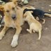 Joy dog shelter(rescue) (@ivan_carls32179) Twitter profile photo Joy dog shelter(rescue) (@ivan_carls32179) Twitter profile photo