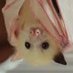 Kiba 🦇🍷~ Moving to 🦋 (@vampirehusbando) Twitter profile photo Kiba 🦇🍷~ Moving to 🦋 (@vampirehusbando) Twitter profile photo