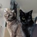Grogu Cat (@grogucats) Twitter profile photo Grogu Cat (@grogucats) Twitter profile photo